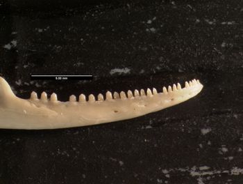Media type: image;   Herpetology R-140102